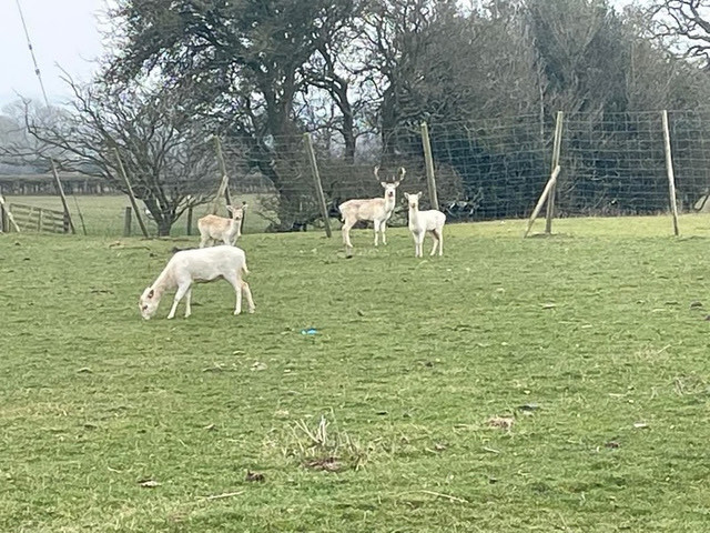 White fallow deer grazing in the field beside Stag Park Caravan Site