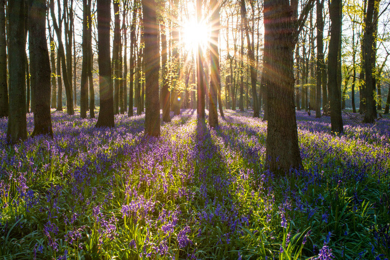 Sunlight through bluebell woodland near Hamsterley Forest, County Durham