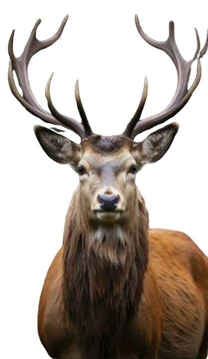 Red deer stag, the emblem of Stag Park Caravan Site in County Durham